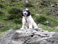 September 2008 Merlin in �stereich