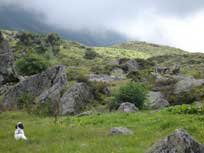 September 2008 Merlin in �stereich