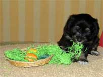 28.03.2010 Wie fotografiere ich einen Welpen
