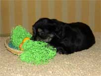 28.03.2010 Wie fotografiere ich einen Welpen