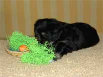 28.03.2010 Wie fotografiere ich einen Welpen