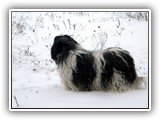 01-2010 Ascha im tiefen Schnee (2)