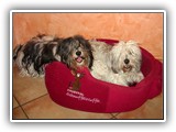 03-2009 1,5 Hunde und ein Korb