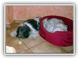 03-2009 Mein Ball


