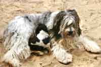 Asha und Welpe