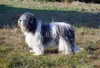 Asha