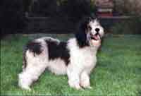 Asha