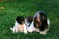 Cira und Welpe