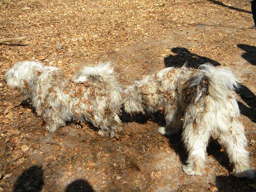 M�rz 2012 - Teeren und Federn!