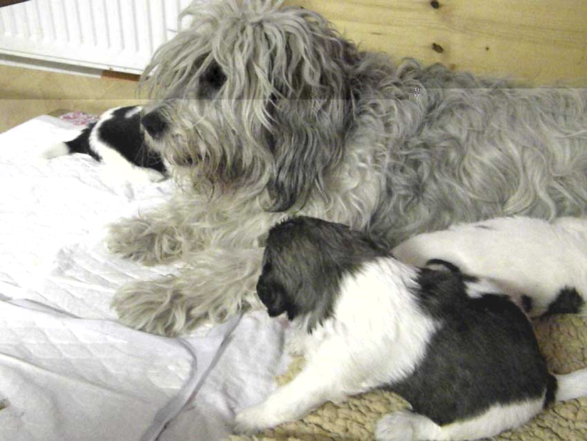 August 2011 - der P-Wurf