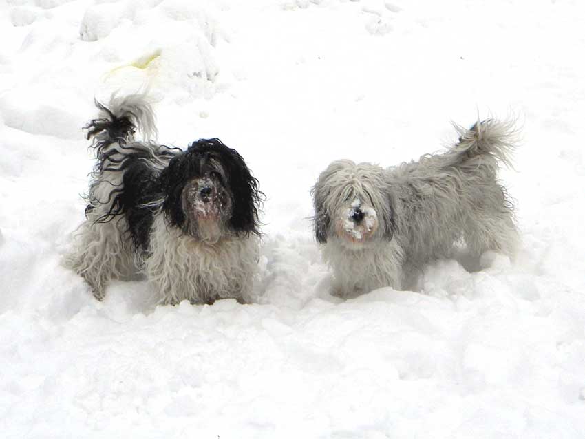 Dezember 2009 - Schneehasen