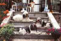 Cico, Caris und Cira