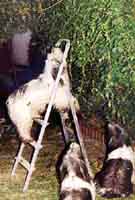 Cico (auf der Leiter), Cira und Caris