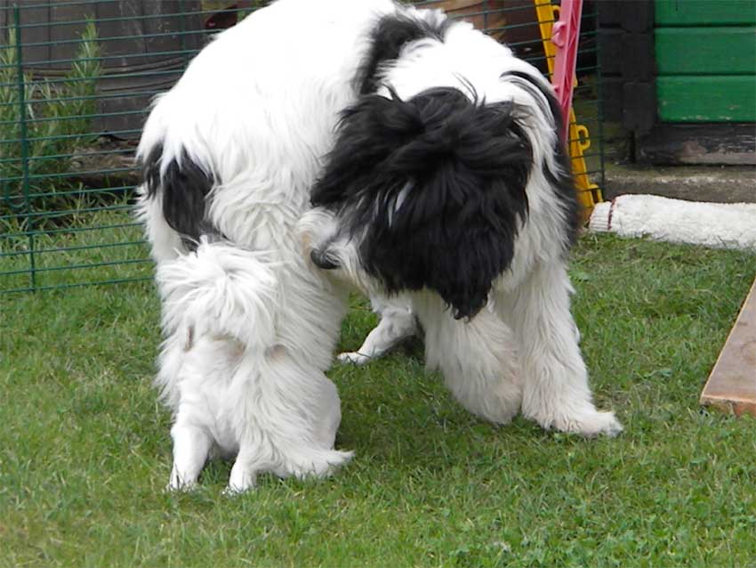 September 2011 - Ava mit Welpen