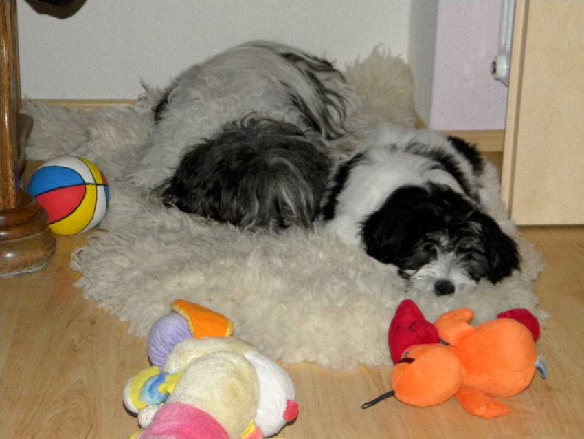 Juli 2011 - Patka und Ava