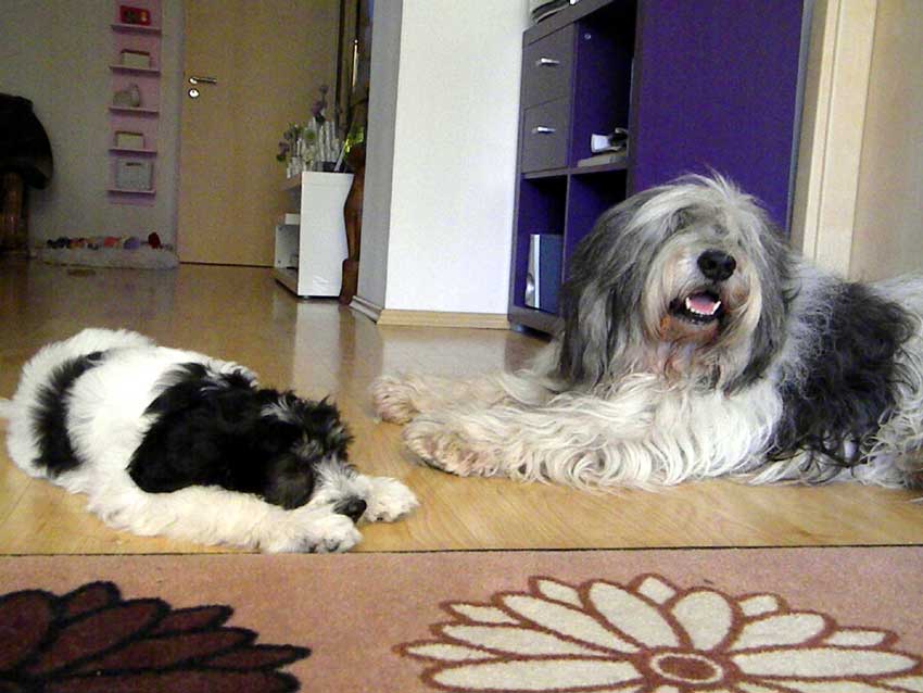 Juni 2011 - Dworak und Ava