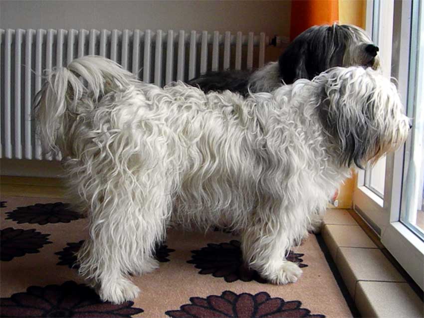 Januar 2011 - Dworak und Wanda