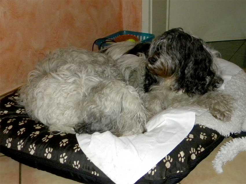 Januar 2011 - Patka und Wanda