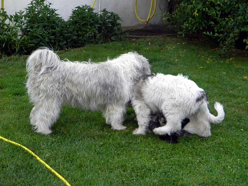 Juli 2010 - Wanda spielt mit den welpen