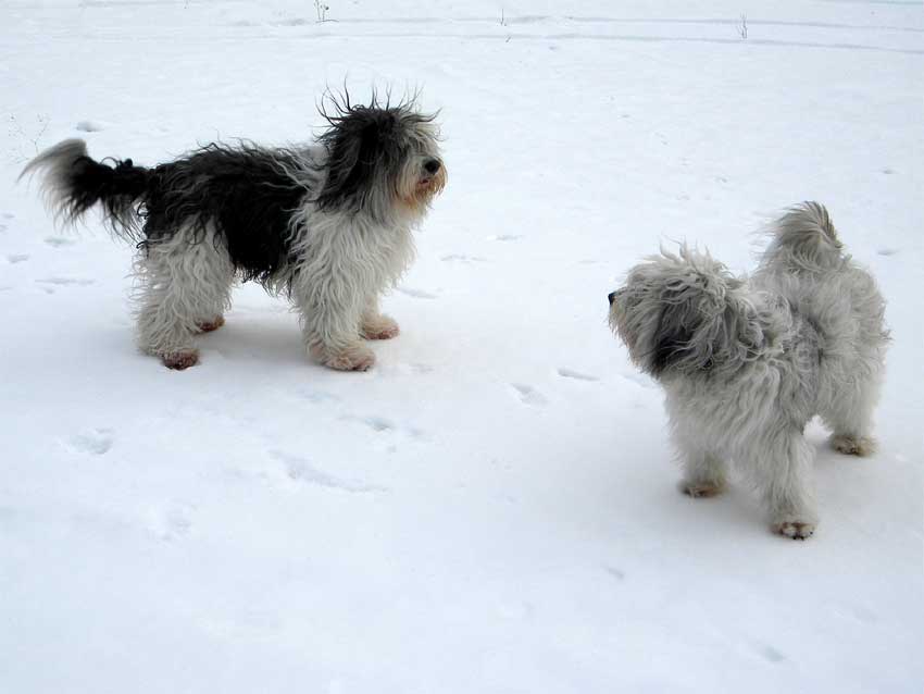 Februar 2010 Schnee ist toll !