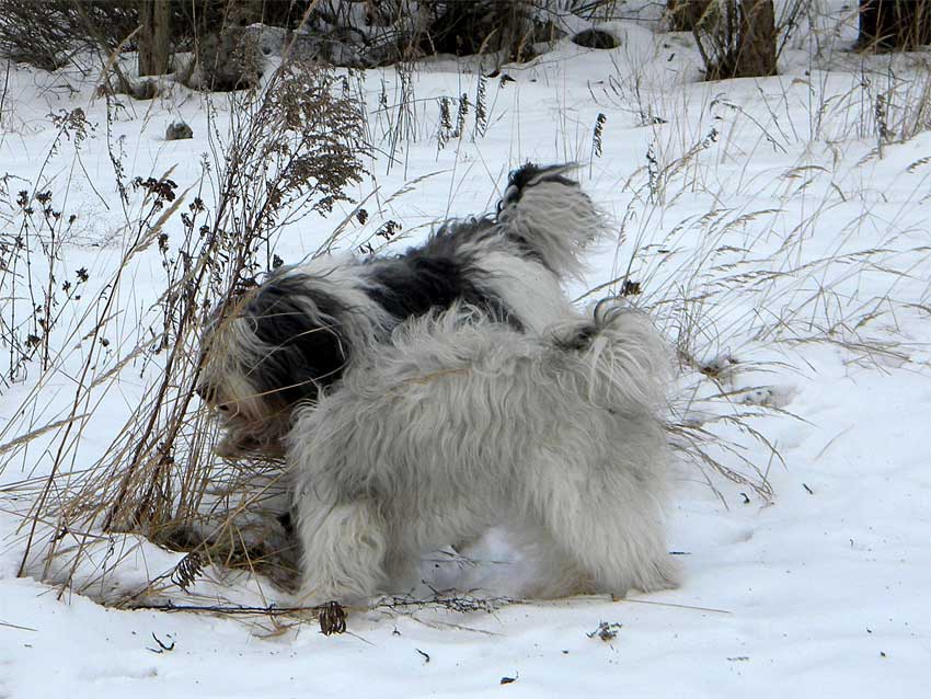 Februar 2010 Schnee ist toll !