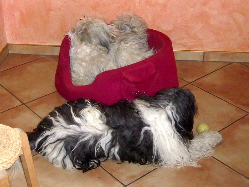 M�rz 2009 - Aschi und Wanda spielen 