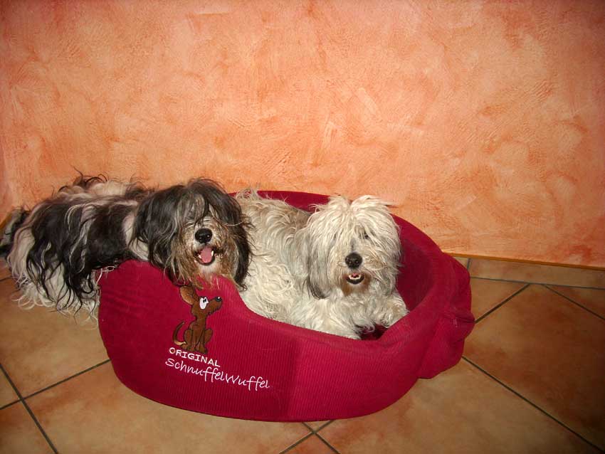 M�rz 2009 - Aschi und Wanda spielen 