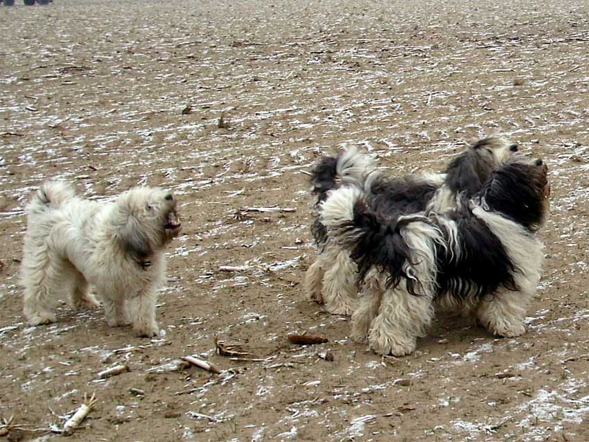 Unser Rudel Anfang 2009