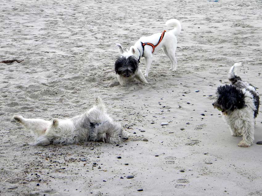 Mitte Oktober 2010 - D�nemarkurlaub