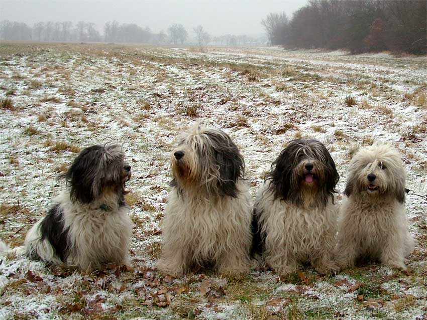 Unser Rudel Anfang 2009