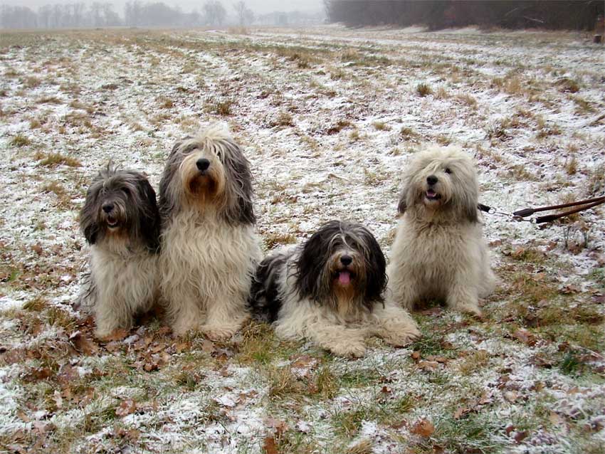 Unser Rudel Anfang 2009