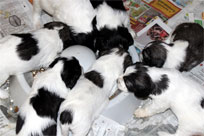 27.01.2014 - Raubtierf�tterung !