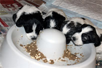 27.01.2014 - Raubtierf�tterung zu Ende !