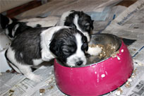 27.01.2014 - Raubtierf�tterung II