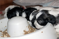 27.01.2014 - Nach getaner Arbeit ist gut ruhen!  :-)