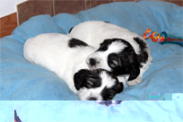 27.01.2014 - Gute Nacht !