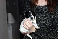 19.01.2014: Queen Holly