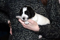 19.01.2014: Quillan Balou