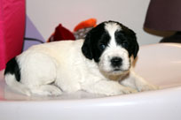 26.01.2014: Quillan Balou